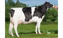 GIAGI - Prim'Holstein